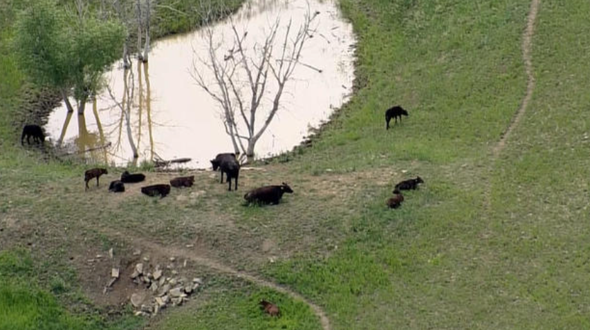 <i>KCNC</i><br/>Officials with Boulder County Parks & Open Space are sending out a warning after two different joggers had frightening run-ins with cows in the past week while out on the trails. One was hurt badly.