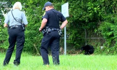After a black bear was struck by a vehicle along busy interstate I-240 East near Montford Avenue in Asheville Saturday
