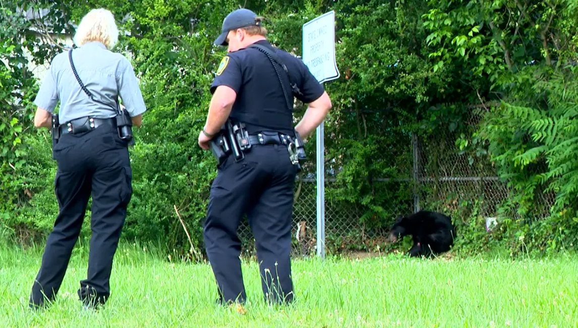 <i>WLOS</i><br/>After a black bear was struck by a vehicle along busy interstate I-240 East near Montford Avenue in Asheville Saturday