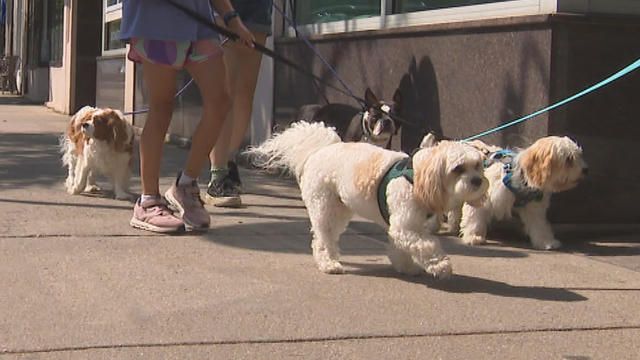 <i>WBZ</i><br/>Massachusetts law doesn't prohibit dogs in businesses. It's up to municipalities and entities if they allow dogs inside businesses other than restaurants.