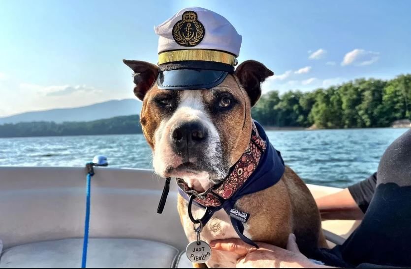 <i>WLOS</i><br/>Theo got to check a big adventure off his bucket list thanks to a News 13 viewer in Old Fort -- going on a boat ride around Lake James!
