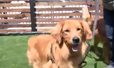 Twenty dogs saved from slaughter in China's meat trade arrived at a new kennel at LAX for international rescues.