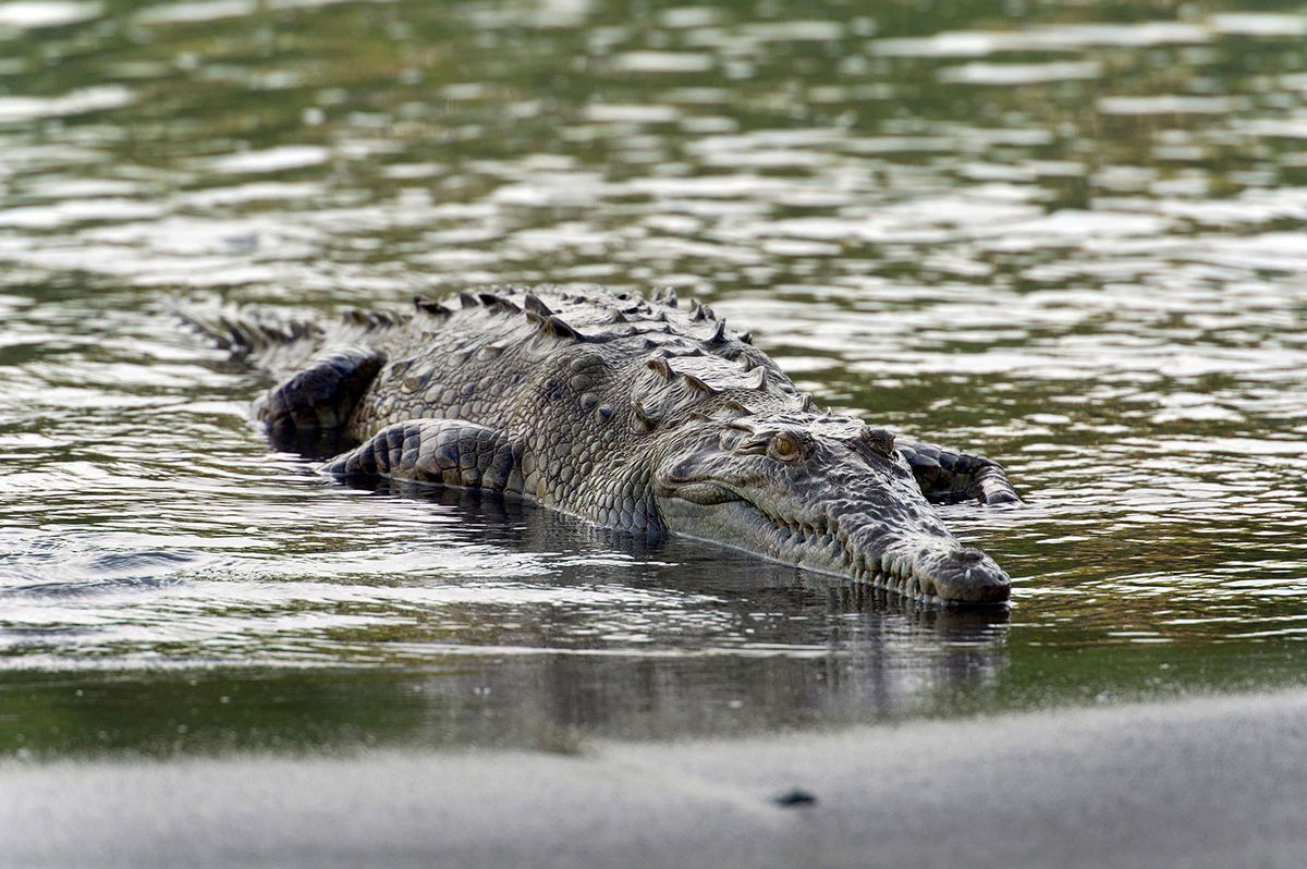 <i>imageBROKER/Alamy Stock Photo</i><br/>A new study has found an American crocodile pictured in Sirena