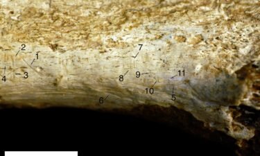 Nine of 11 marks on the fossilized bone (numbers 1 to 4 and 7 to 11) were identified as stone tool cut marks. Marks 5 and 6 were identified as identified as tooth marks — likely from a big cat.