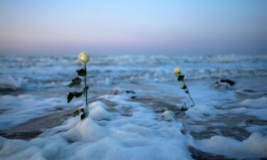 Roses placed on Omaha Beach ahead of D-Day commemorations are claimed by the incoming tide on June 4