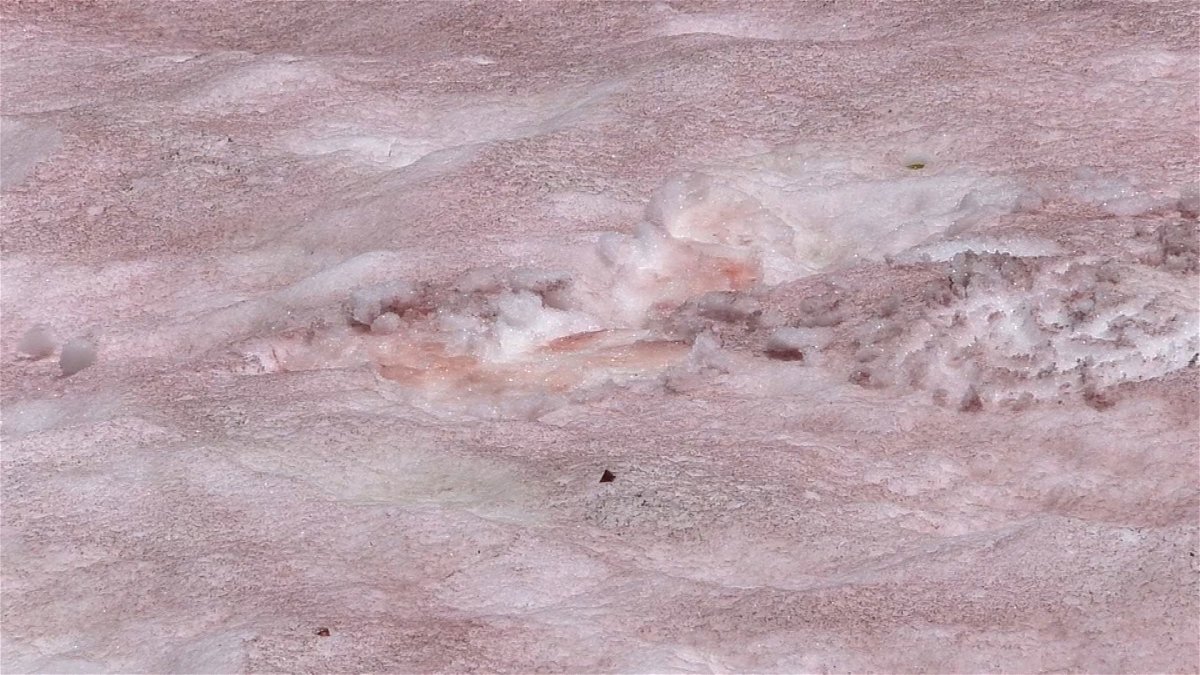 Pink snow in Cache County