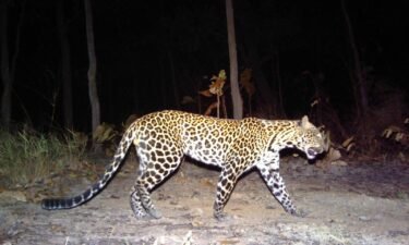 Only 35 adult Indochinese leopards were seen between 2009 to 2021 in Cambodia