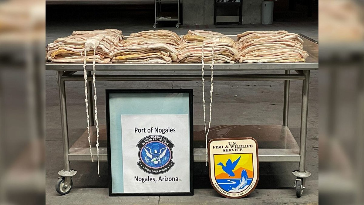<i>US Customs and Border Protection</i><br/>CBP says its officers seized 242 pounds of swim bladders.