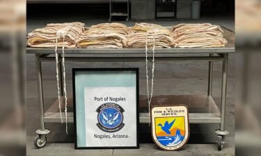 CBP says its officers seized 242 pounds of swim bladders.