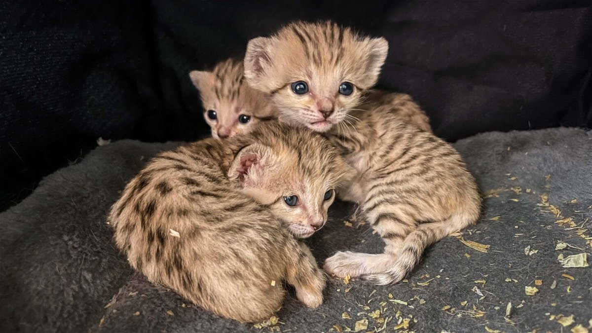 <i>Courtesy of North Carolina Zoo</i><br/>The North Carolina Zoo announced three sand cat kittens were born on May 11.