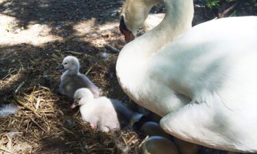 Three teenagers have been arrested in connection with killing and “consuming” a beloved swan in a Syracuse