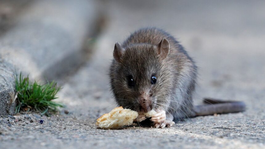 <i>Christian Hartmann/Reuters</i><br/>Rats can often be seen on the streets of Paris despite extermination efforts.