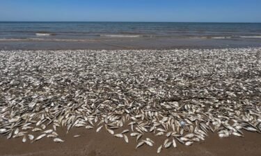 Dead fish are washed up on the shore at Quintana Beach County Park in Quintana