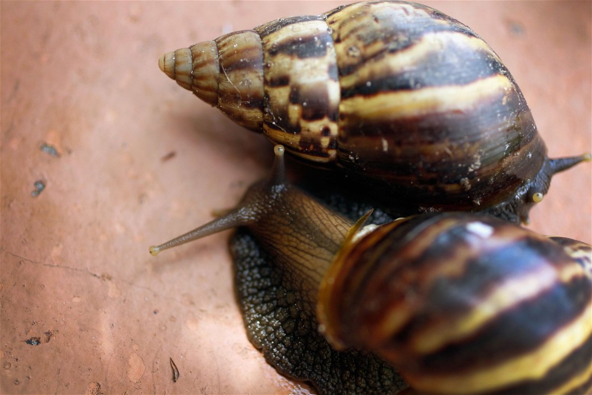 <i>Joe Raedle/Getty Images</i><br/>Some neighborhoods in Broward County in Florida are under quarantine on June 20 after sightings of invasive giant African land snails. Giant African land snails are seen here in September 2011