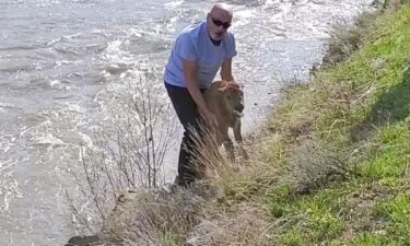 A young bison had to be euthanized after an encounter with a park visitor