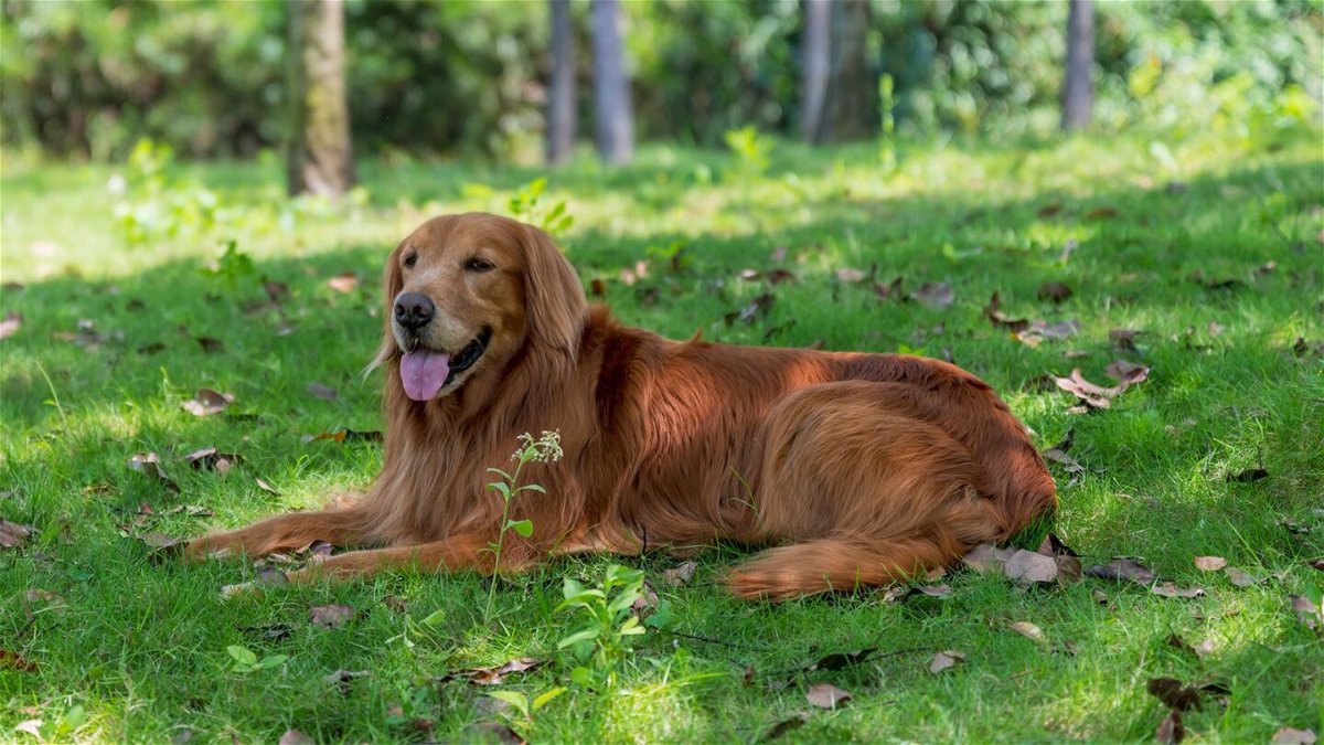 <i>Chendongshan/Adobe Stock</i><br/>Make sure your dog has access to shade and water during the hot weather. Walk your pet in the early morning or evening.