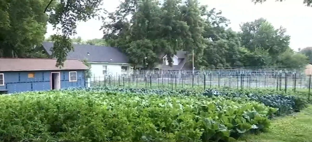 <i></i><br/>The Young Family Farm KC started off as a simple backyard garden three years ago. Now