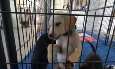 Administrators with Saving Hope Animal Rescue say the dog and cat overpopulation that shelters and rescues in North Texas are experiencing is leading to a never before seen amount of euthanasia due to deadly diseases.
