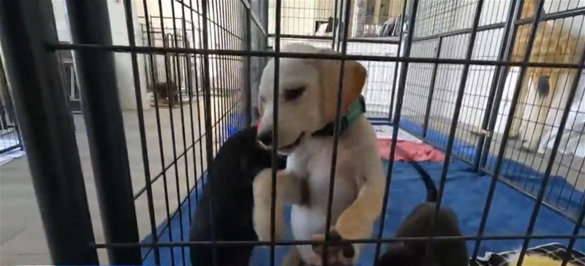 <i></i><br/>Administrators with Saving Hope Animal Rescue say the dog and cat overpopulation that shelters and rescues in North Texas are experiencing is leading to a never before seen amount of euthanasia due to deadly diseases.