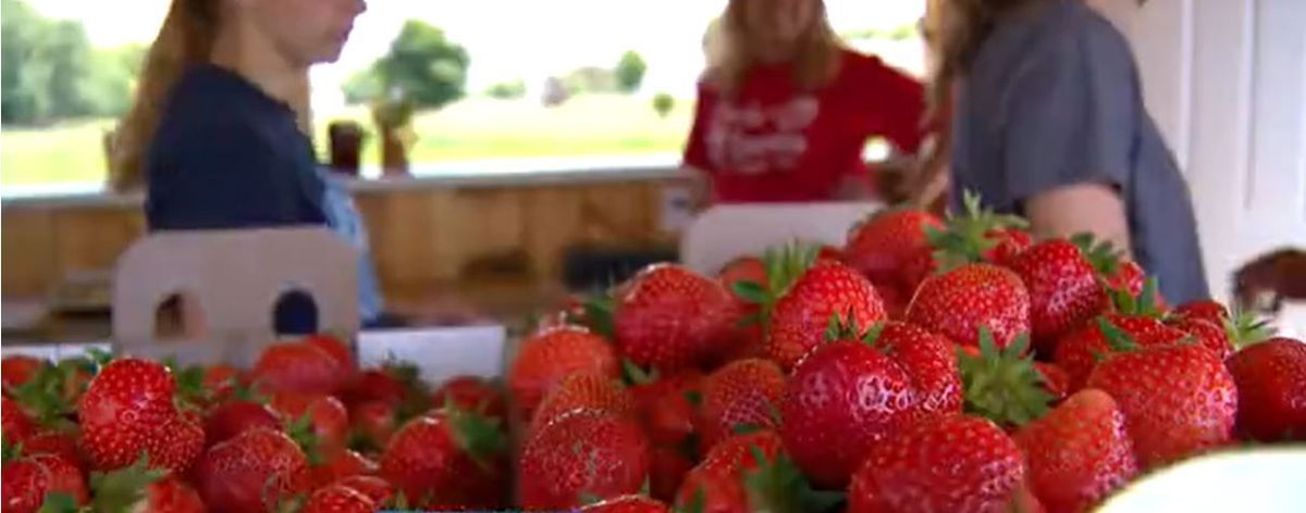 <i></i><br/>Minnesota strawberry grower