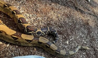 A boa constrictor is on the loose in Lexington