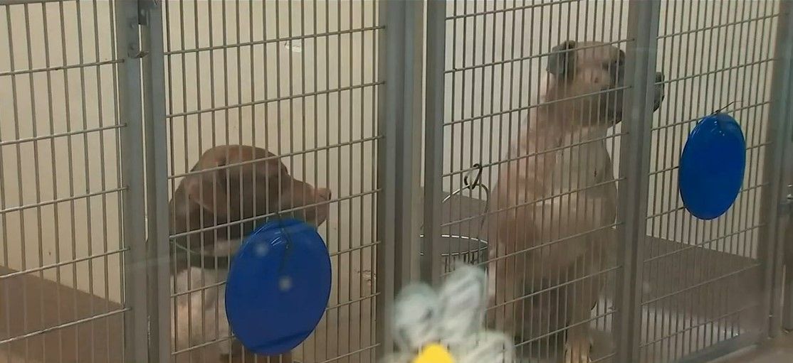 <i></i><br/>Lifeline has euthanized 81 animals in Fulton County and at least 28 in DeKalb.