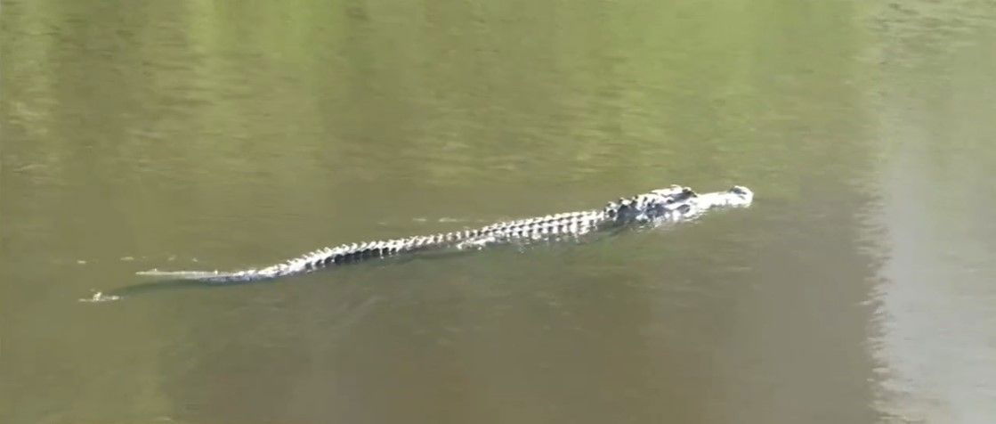 <i></i><br/>An aggressive alligator has been spotted in Mobile Bay near the Eastern Shore.