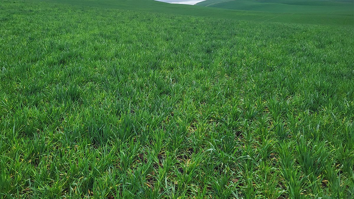 Photo shows the Idaho field infected with soilborne wheat mosaic virus, courtesy of U of I.