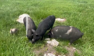 Connie Pavelich’s farm in Lithia is home to several animals