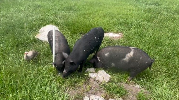 <i></i><br/>Connie Pavelich’s farm in Lithia is home to several animals