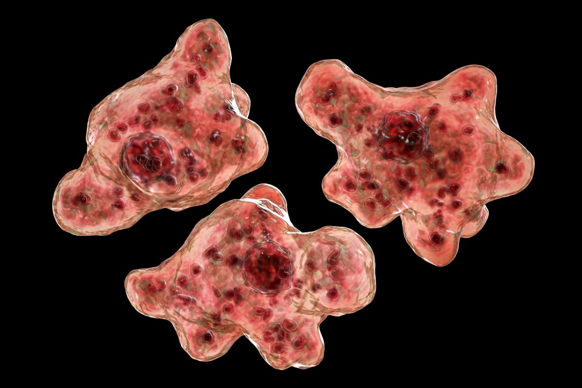 Brain-eating amoeba Naegleria fowleri protozoans in trophozoite form, computer illustration.