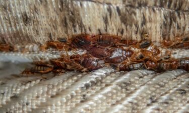 This is what a serious bed bug infestation looks like on a mattress. They tend to congregate around seams and anything that creates a crevice.