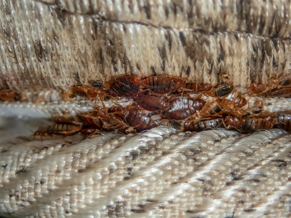 <i>Dmitry Bezrukov/iStockphoto/Getty Images</i><br/>This is what a serious bed bug infestation looks like on a mattress. They tend to congregate around seams and anything that creates a crevice.