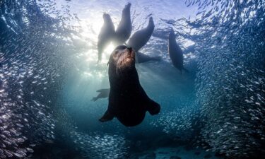 My Kingdom Male sea Lion with his harem