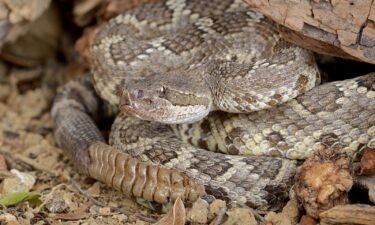 The new study looking at Southern Pacific rattlesnakes could provide a starting point for additional research into the reptiles’ sociality.
