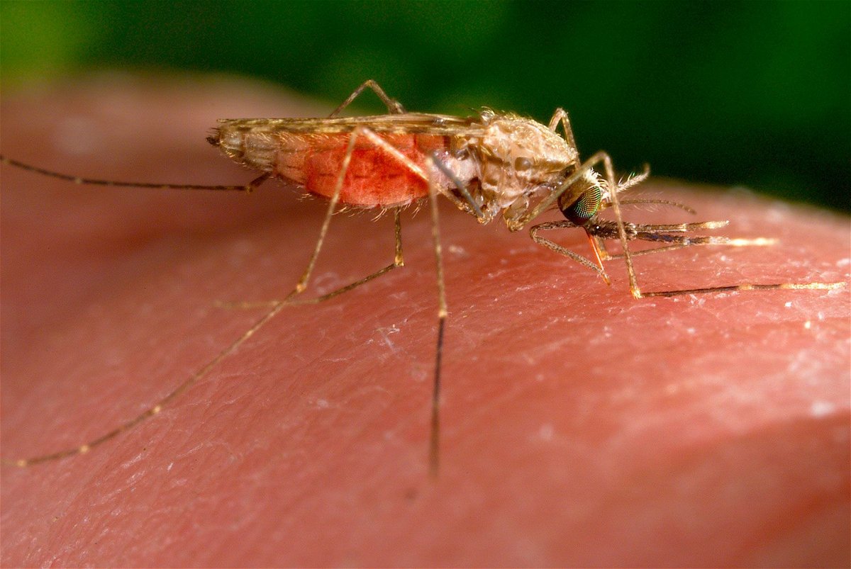 <i>James Gathany/CDC/AP/File</i><br/>The Florida Department of Health is reporting two additional cases of locally acquired malaria.