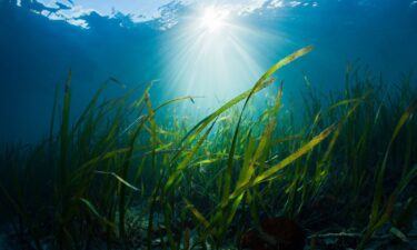 Matt Prior says seagrass conservation is one of the many issues they will shine the spotlight on during their five-year journey.