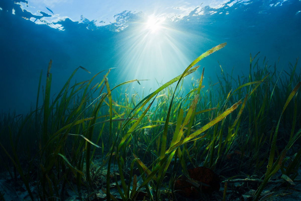 <i>Reinhard Dirscherl/The Image Bank RF/Getty Images</i><br/>Matt Prior says seagrass conservation is one of the many issues they will shine the spotlight on during their five-year journey.