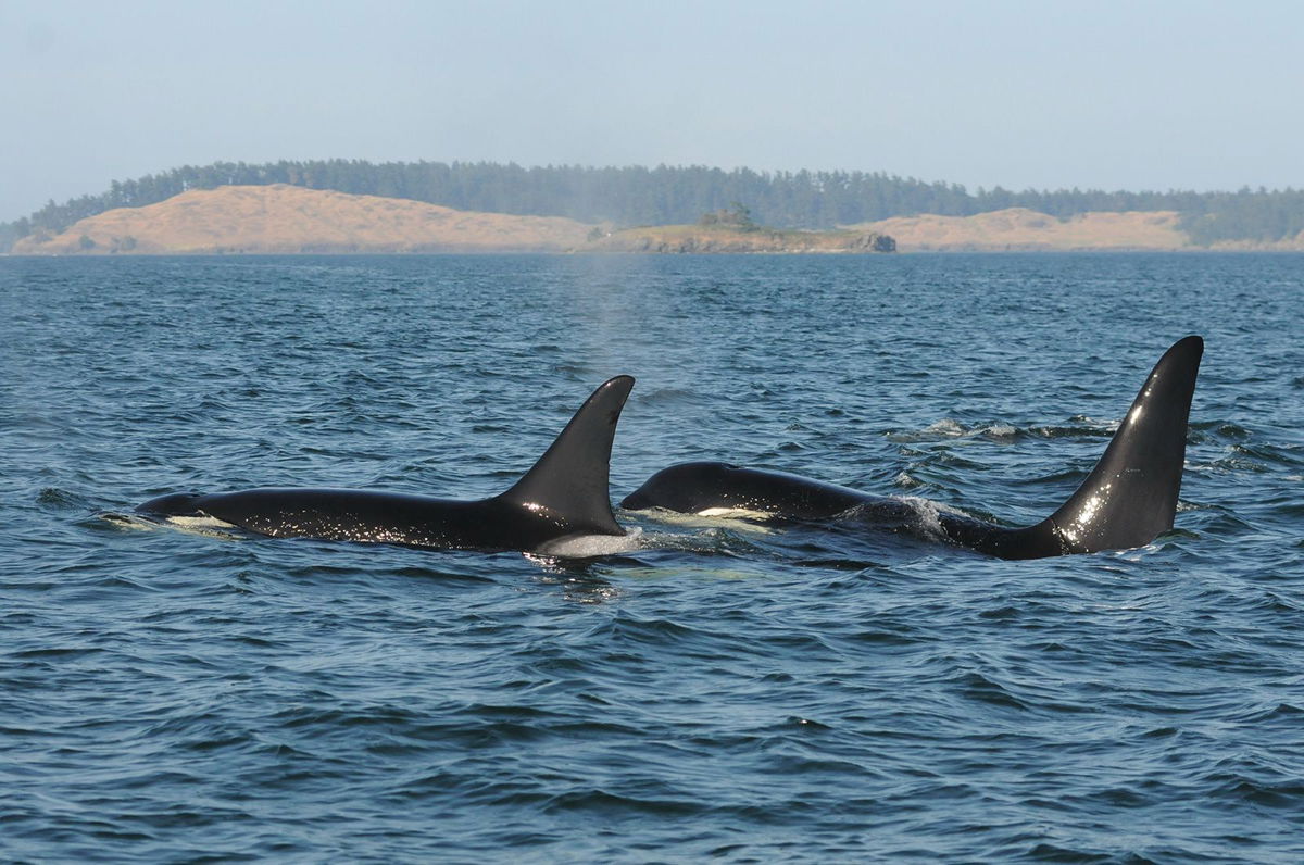 <i>David Ellifrit/Center for Whale Research</i><br/>Female killer whales live up to 90 years in the wild