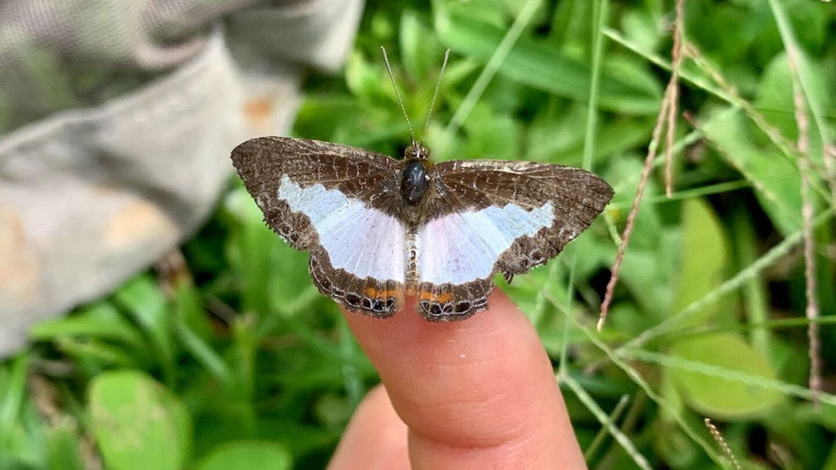 <i>Esme Ashe-Jepson</i><br/>It's hard for small butterflies with light-colored wings to regulate body temperature as Earth gets warmer