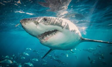 The Great White is one of the most awe-inspiring creatures of the sea