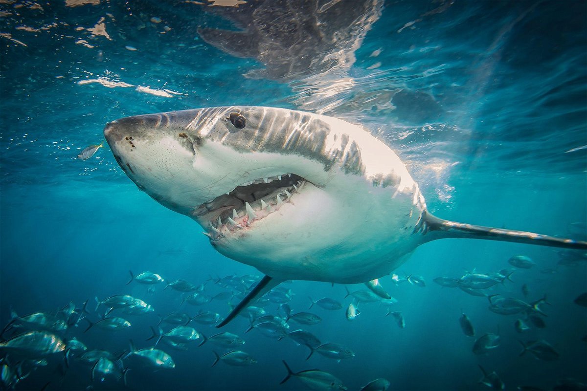 300+] Shark Pictures