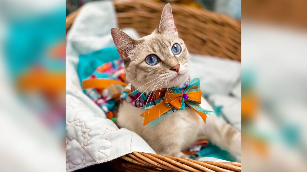 <i>The Cattery</i><br/>Cecily the cat models a turquoise and orange dress with a bow.