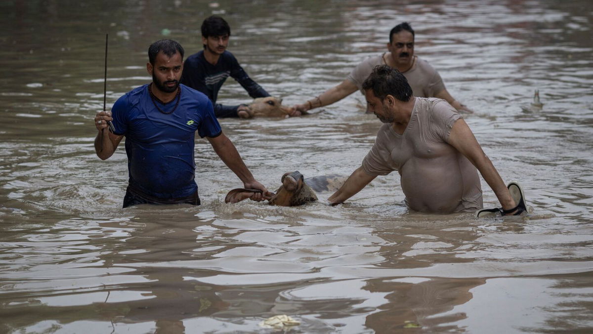 <i>Adnan Abidi/Reuters</i><br/>People rescue cows from a flooded locality after a rise in the water level of the  Yamuna River due to heavy monsoon rains