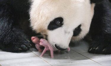 Giant Panda Ai Bao holds one of the newborn twin cubs in her mouth at Everland amusement park in South Korea.