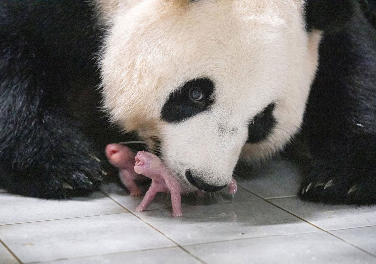 <i>Samsung C&T/Yonhap/Reuters</i><br/>Giant Panda Ai Bao holds one of the newborn twin cubs in her mouth at Everland amusement park in South Korea.