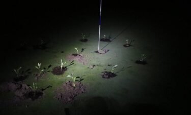 Pictured here are seedlings planted by Extinction Rebellion climate activists on a golf course in Gorraiz