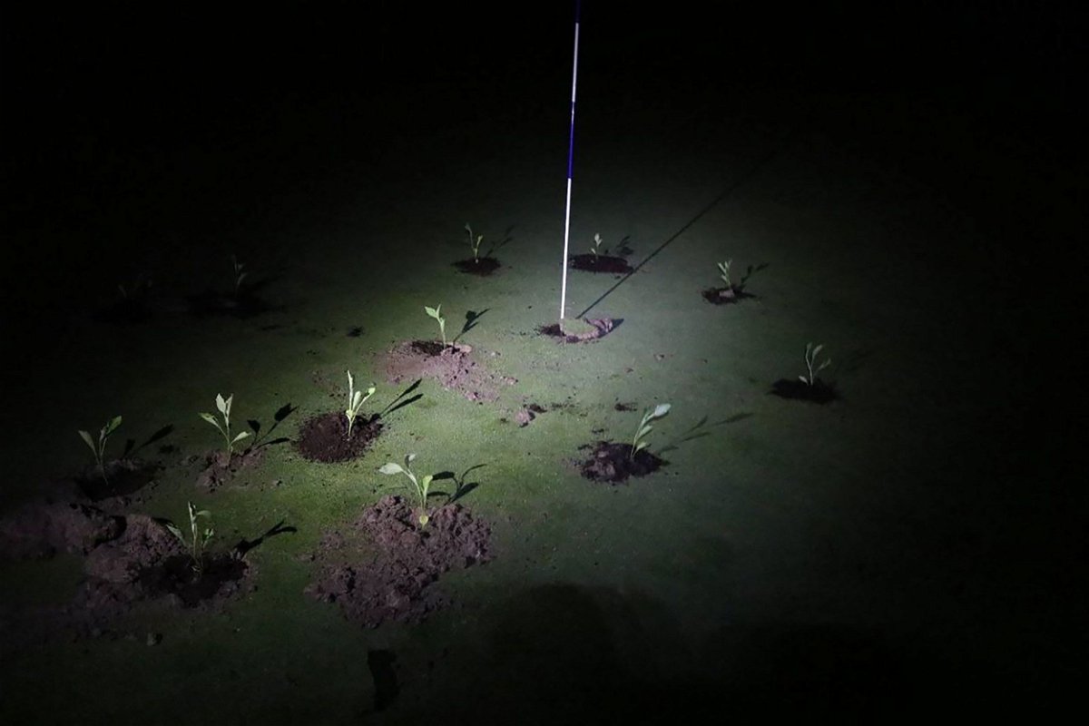 <i>Extinction Rebellion/Handout/AFP/Getty Images</i><br/>Pictured here are seedlings planted by Extinction Rebellion climate activists on a golf course in Gorraiz
