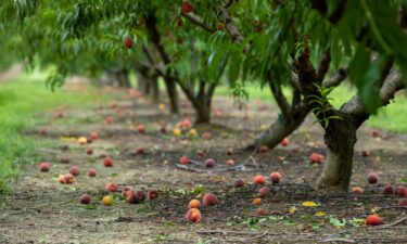 Fallen peaches from trees during a harvest in Reynolds