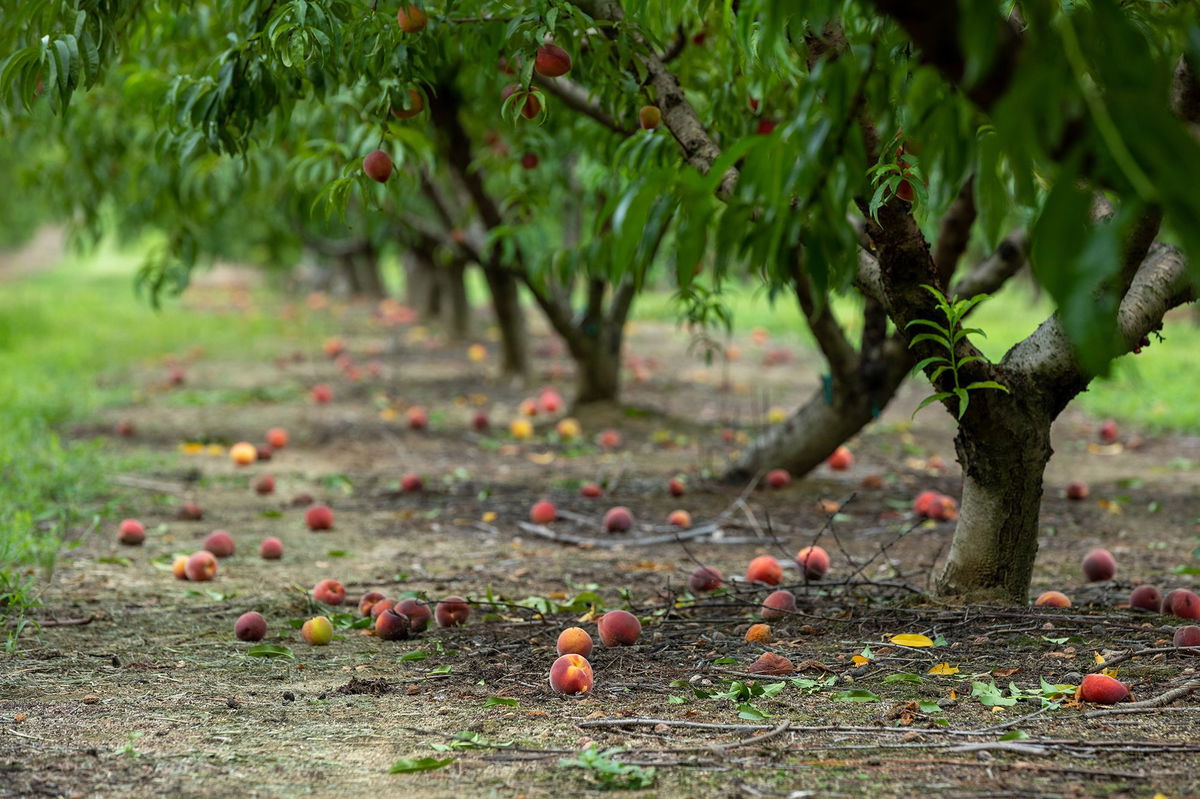 <i>Dustin Chambers/Bloomberg/Getty Images</i><br/>Fallen peaches from trees during a harvest in Reynolds